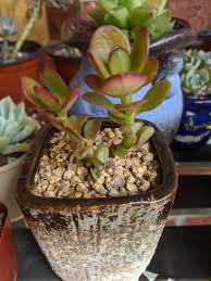 Nature Bonsai and Succulent Maifan Stone Mix Soil 3lbs