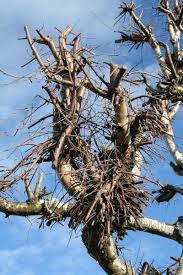 Eine birke, ich denke mal diese ist einjährig, da kann man davon aus gehen das die in 15 jahren was ordentliches abgibt. Formschnitt Laub Bonsaipflege Ch