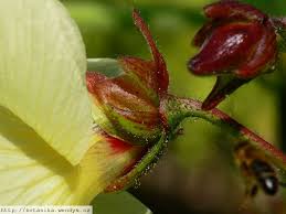 Image result for Abelmoschus esculentus