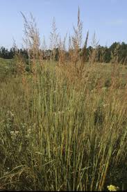 Image result for Sorghastrum