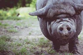 Maybe you would like to learn more about one of these? 900 Gambar Babi Hutan Babi Gratis