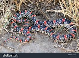 Coiled Snake In The Grass The Texas Long Nosed Snake Rhinocheilus Lecontei Tesselatus A Brightly Colored Red Black An Snake In The Grass Snake Stock Photos