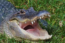 We did not find results for: The Creature Feature 10 Fun Facts About The American Alligator Wired