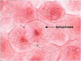 Check spelling or type a new query. Telophase Mitosis Ap Biology Animal Cell
