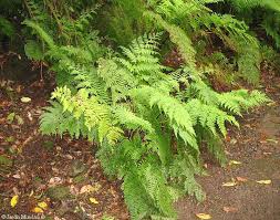 Image result for Ferraria glutinosa