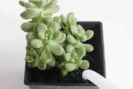 Zucchini have large tap roots that will reach far down into the soil. How To Plant Water Succulents In Containers Without Drainage Holes