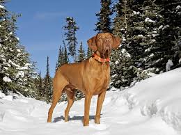 Image result for maďarský krátkosrstý ohař