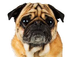 She's about 10 years old and partially deaf and blind Arizona Pug Adoption Rescue Network Aparn Arizona Pug Rescue