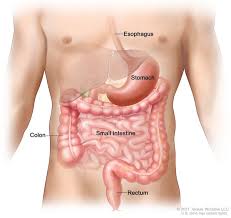 People no longer feel hungry and ultimately start losing weight without trying, says dr. Gastrointestinal Stromal Tumor Medlineplus Genetics