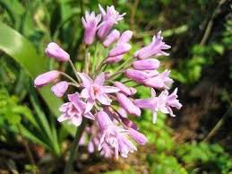 Image result for Tulbaghia fragrans