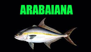 No almoço preparado em casa, só a mãe delas, a empresária betânia andrade, não consumiu a arabaiana. Arabaiana Dicas E Informacoes Sobre Este Peixe