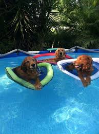 8 Diy Life Hacks For Dog Parents Using Pool Noodles Dogtime Dog Pool Pet Dogs Dog Swimming