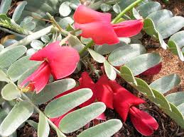 Image result for Searsia tomentosa