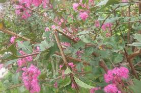 Image result for Lythraceae