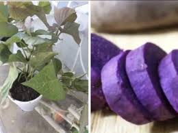 Image result for Ipomoea batatas pots