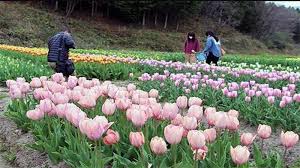 Selain itu, anda juga bisa mendesainnya dengan menarik sesuai keinginan. Antisipasi Covid 19 Taman Bunga Tulip Di Perfektur Hyogo Jepang Ditutup Tribunnews Com Mobile