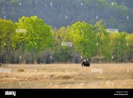 Tiger hunting with elephant in india hi ...