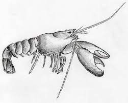 Jun 08, 2021 · summer weather has arrived, and new england tourists are hungry for a lobster roll or a whole cooked lobster — but they're going to have to pay up. How To Draw Lobster Simple Tutorial