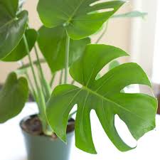 My New Split Leaf Philodendron Plant Philodendron Plant Plants Philodendron Monstera