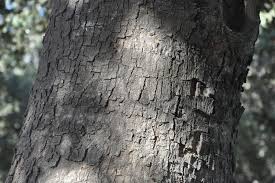 Image result for Cryptocarya transvaalensis