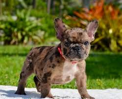 Lucidum french bulldog puppies will be due for delivery towards the end of february. View Ad French Bulldog Puppy For Sale Near Florida Fort Pierce Usa Adn 52226