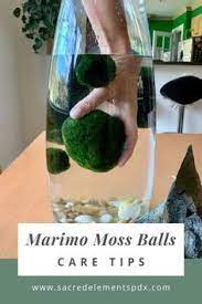 Marimo Moss Balls Are Actually A Type Of Algae And Make A Great Addition To Your Plant Collection I Give You My 6 Tried An Marimo Moss Ball Marimo Moss Marimo