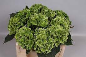 I clearly remember having to duck under a huge canopy of panicle hydrangea is undergoing a renais­ sance of sorts, with a plethora of fresh cultivars making this vintage shrub relevant again. Hydrangea Magical Emerald Green Types Of Flowers Hydrangea Flower Power