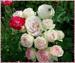 Bluemli Garten Rosen Und Seidenmohn Rosen Pflanzen Mohn