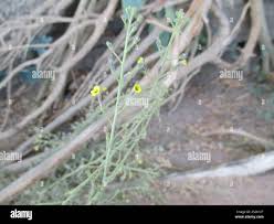 Image result for Jamesbrittenia integerrima