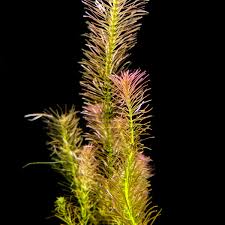 Image result for Rotala filiformis
