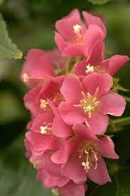Pin By Barbolini On Floral Beautiful Flowers Amazing Flowers Pretty Flowers