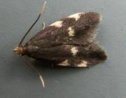 Image result for Telechrysis tripuncta