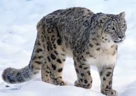 Animal groups and babies often have strange names. 10 Best National Parks To Spot Snow Leopards In India Wildlifezones