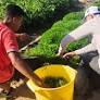 Projeto une saberes indígenas e ciência para ampliar acesso a fitoterápicos no SUS do Ceará