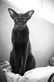 Etienne france) and 2011 (poland). Black And White Usyaka Oriental Shorthair Cats Oriental Shorthair Cats