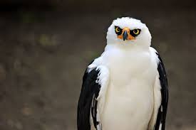 Black And White Hawk Eagle Facts Angry Bird Hawk Eagle Hawk Photos Birds
