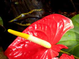 Pin On Organic Pest Control