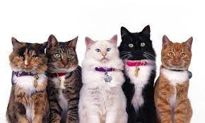 cins kedi mi sokak kedisi mi hangisini almaliyim suzionline