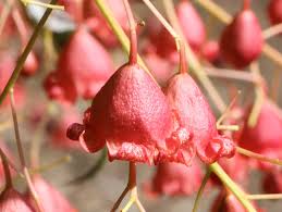 Image result for Brachychiton