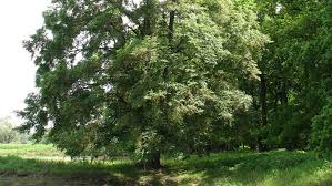 Wych elm scots elm blossoms berg ulme bergulme blüten. Ble Bv Erhebungen Erhebungen Zur Biologischen Vielfalt In Deutschland Schwarz Pappel Und Heimische Ulmenarten