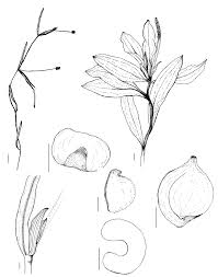 Image result for Potamogeton pusillus