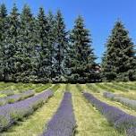 Yoga in the Lavender field