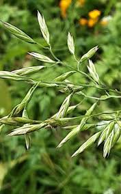 Image result for Lolium