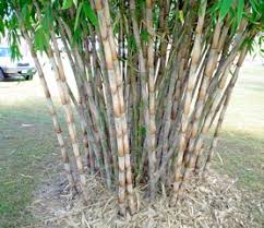 Image result for Oxytenanthera abyssinica