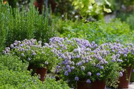Für die pflanzen maßgeblich ist dabei ein standort in sonniger. Mediterranen Garten Anlegen Urlaubsfeeling Fur Zuhause