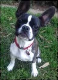 Very loving and playful beautiful boston terrier puppies for sale. A French Bulldog Boston Terrier Mix A French Bulldog