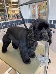 Maybe you would like to learn more about one of these? League City Tx Cocker Spaniel Meet Hooey A Pet For Adoption