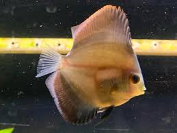 It often occurs simultaneously with other diseases and is caused by a bacterial infection. Fin Rot On The Tail Fin Or Something Else Discus