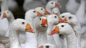 Weil die gans sehr kräftig und fettig ist, passen kräftige bis mittelkräftige rotweine am besten dazu. Sankt Martin Der Gans Geht S An Den Kragen Munchen Sz De