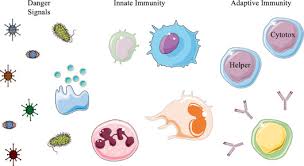 Image result for Immunity